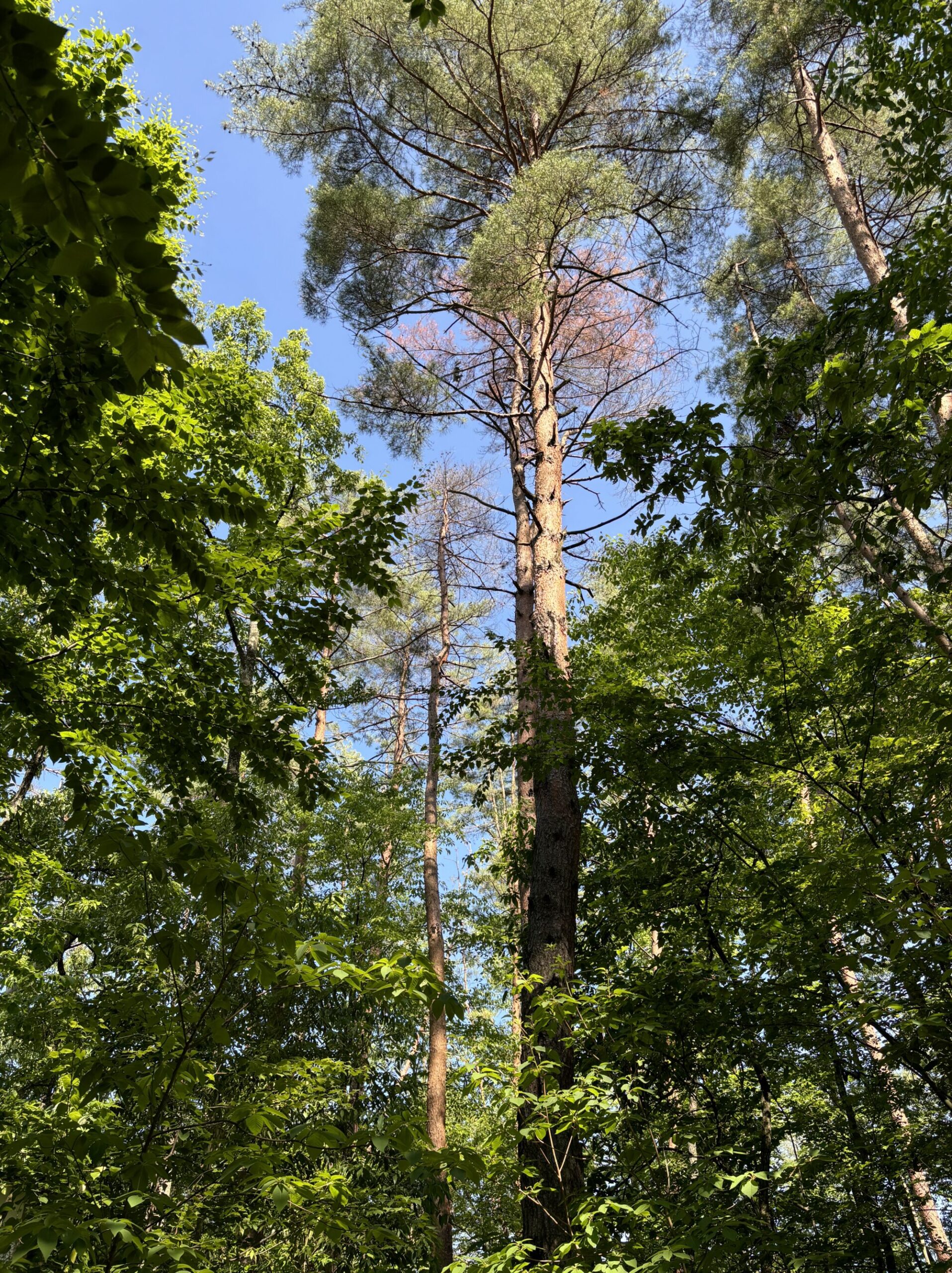 枯れアカマツ登高伐採 | 安曇野裏山クラブ